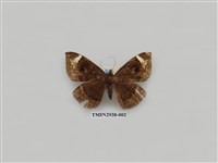 藏品(夜蛾277)的圖片